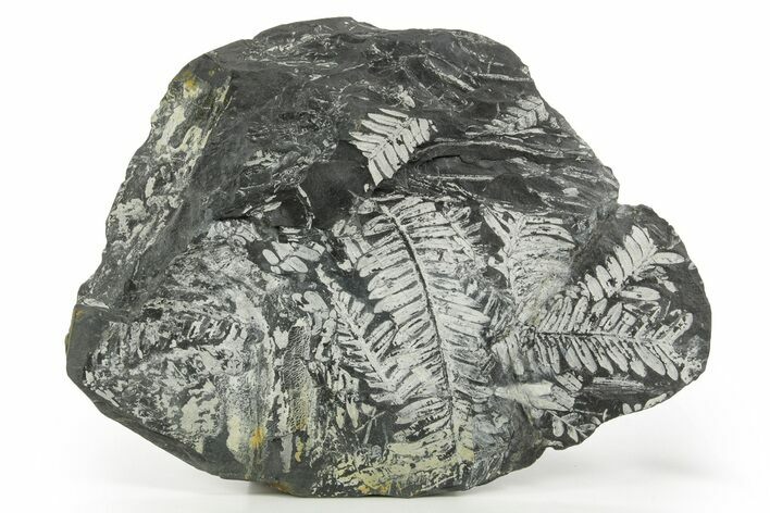 Fossil Seed Fern (Alethopteris) Plate - Pennsylvania #368712